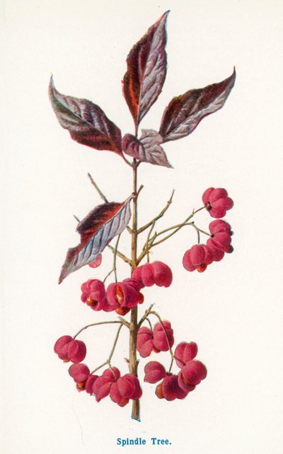 av Frederick Edward Hulme