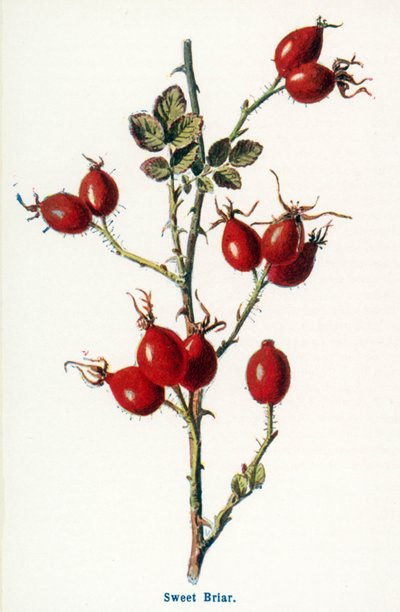  av Frederick Edward Hulme