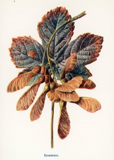  av Frederick Edward Hulme