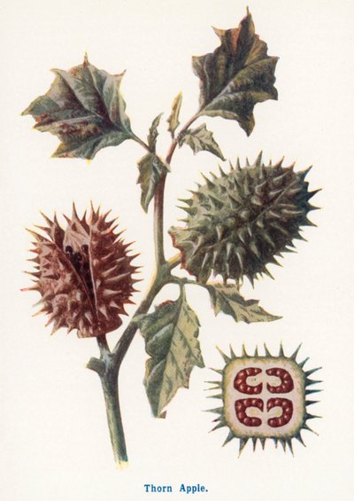  av Frederick Edward Hulme