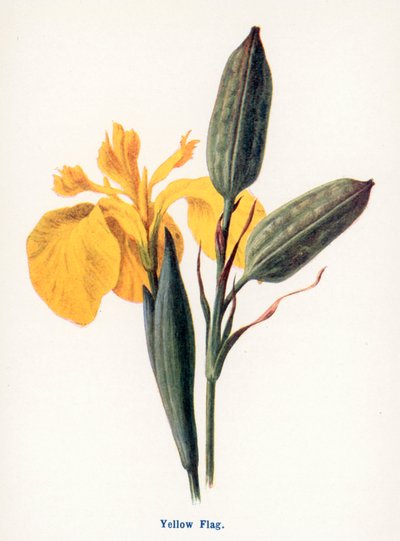  av Frederick Edward Hulme
