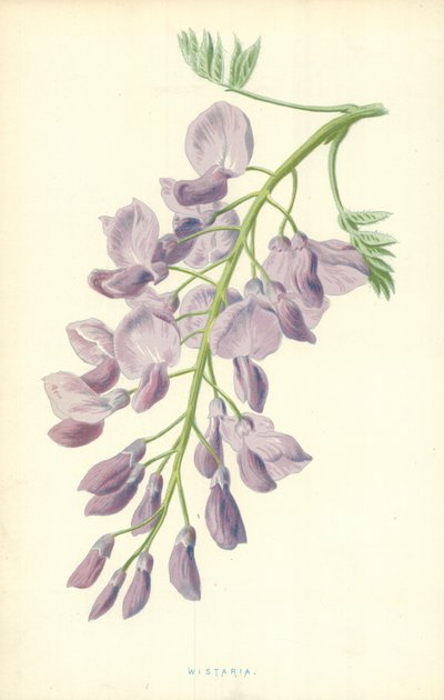 Wistaria av Frederick Edward Hulme