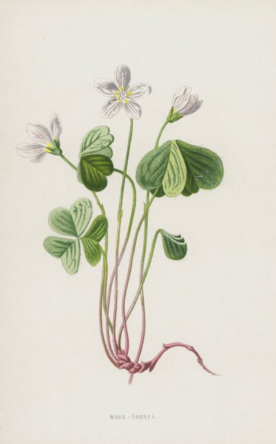 Tresyre (chromolitho) av Frederick Edward Hulme