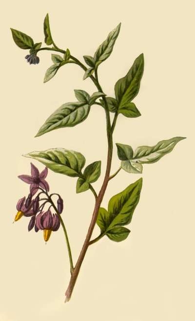 Woody - Nightshade, 1877. av Frederick Edward Hulme