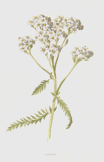 Ryllik (chromolitho) av Frederick Edward Hulme