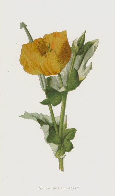 Gul hornvalmue (chromolitho) av Frederick Edward Hulme