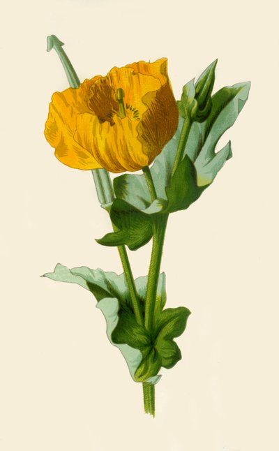 Gulhornet valmue, 1877. av Frederick Edward Hulme