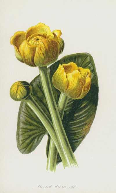 Gul vannlilje (chromolitho) av Frederick Edward Hulme