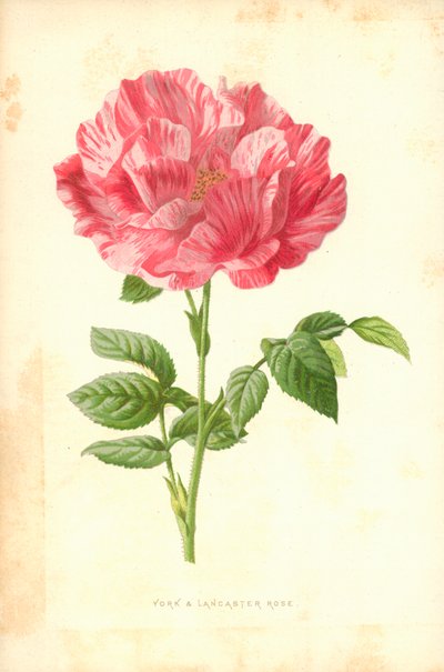 York og Lancaster Rose av Frederick Edward Hulme
