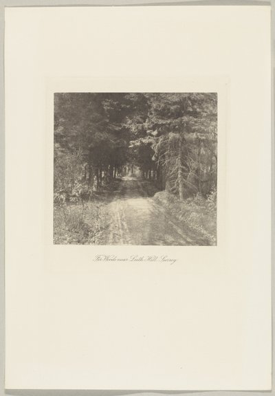 Granskog nær Leith Hill, Surrey av Frederick H. Evans