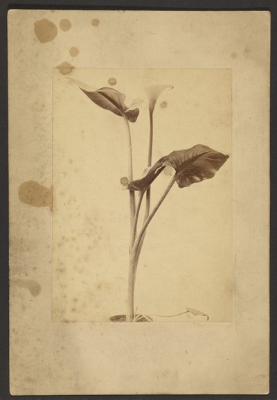  av Frederick H. Hollyer