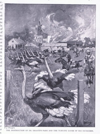 Ødeleggelsen av Dr Smarts gård og strutsene løsnet, fra After Pretoria: The Guerilla War utgitt av Harmsworth Bros Limited, 1901 av Frederick Judd Waugh