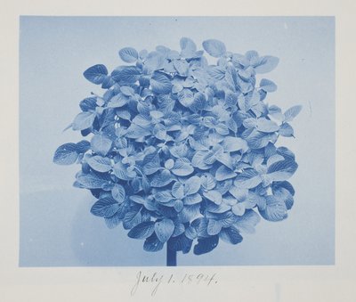 Uten tittel, 1. juli av Frederick K. Coulson