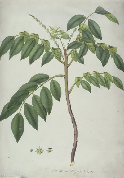 Brucea Antidysenterica, 1777 (wc og f.Kr. over grafitt på vellum) av Frederick Polydor Nodder