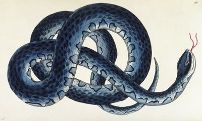 Southern Water Snake av Frederick Polydor Nodder