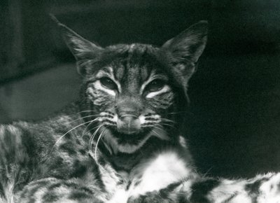 En Baby Lynx Bobcat slikker leppene sine, London Zoo, juni 1925 av Frederick William Bond