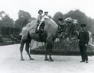 En Bactrian Camel-tur med keeper Harry Warwick i London Zoo, juni 1924 av Frederick William Bond