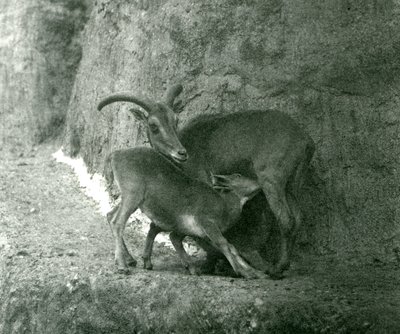 En Barbary sau Aoudad Waddan Arui Arruis mater lammet hennes på Mappin Terraces, London Zoo, august 1927 av Frederick William Bond