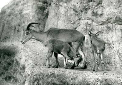En Barbary-sau/Aoudad/Waddan/Arui/Arruis står med sine to unger på Mappin Terraces, London Zoo, august 1927 (s/hvitt-bilde) av Frederick William Bond