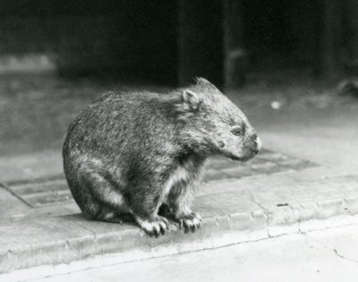 En barneset/vanlig/grovhåret wombat sitter på bakken i London Zoo i 1929 (s/hvitt-bilde) av Frederick William Bond