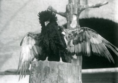En Bateleur Eagle står på en trestubbe og sprer vingene, London Zoo, 1925 av Frederick William Bond