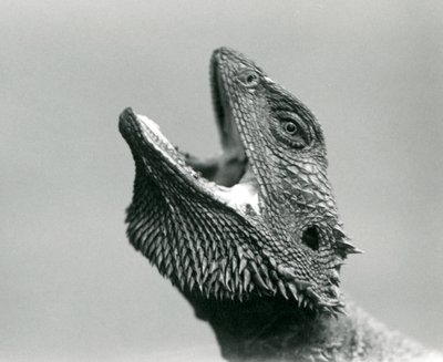 En skjeggete drage ser oppover og gaper, London Zoo, august 1928 (s/hvitt-bilde) av Frederick William Bond