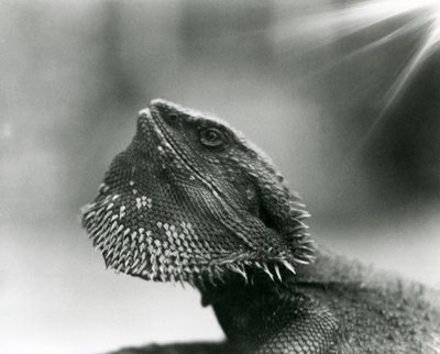 En skjeggete øgle ser opp på London Zoo i 1930 (s/hvitt-bilde) av Frederick William Bond