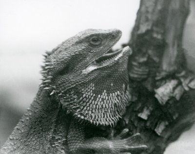 En skjegg øgle med munnen åpen, holder seg fast i en gren, London Zoo av Frederick William Bond