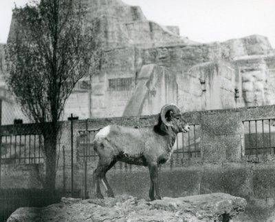 En Bighorn Sheep-vær som står på en stein og ser ut over innhegningen hans ved foten av Mappin Terraces, London Zoo. 1931 (s/hvitt-bilde) av Frederick William Bond