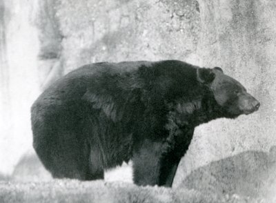 En svart bjørn står i innhegningen sin, på Mappin Terraces, ved London Zoo i 1924 av Frederick William Bond