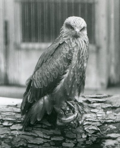 En svart drage hviler på en tømmerstokk, London Zoo, august 1926 (s/hvitt-bilde) av Frederick William Bond