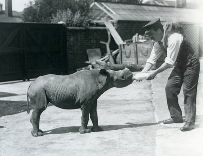 En svart neshornkalv som blir matet på flaske av sin keeper, London Zoo, september 1928 av Frederick William Bond