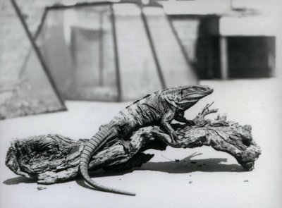 En svart spiny-tailed Iguana hviler på en tømmerstokk i London Zoo i august 1928 (s/hv-bilde) av Frederick William Bond