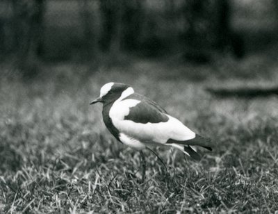 En smedvippe stående på gress i London Zoo, august 1927 av Frederick William Bond