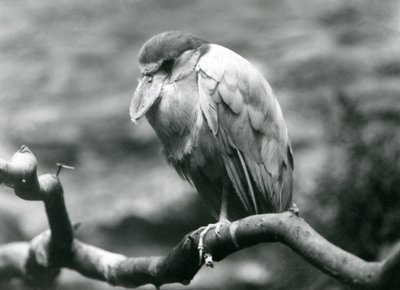 En båtnebbhegre, eller båtnebb, sittende på en gren i London Zoo, juni 1924 av Frederick William Bond