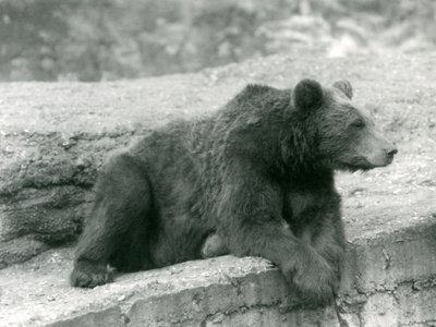 En brunbjørn hviler på en avsats i London Zoo i 1924 av Frederick William Bond