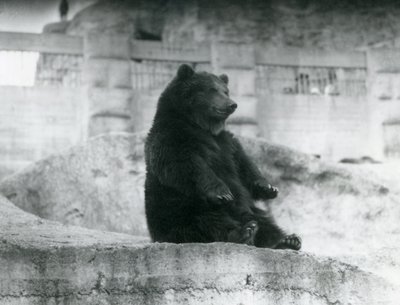 En brunbjørn sitter oppe i innhegningen ved foten av Mappin Terraces i London Zoo, september 1921 av Frederick William Bond