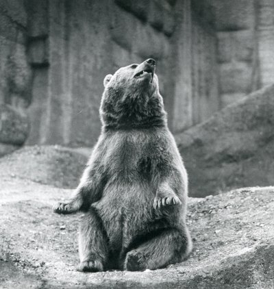 En brunbjørn som sitter oppe på en steinhylle ved London Zoo i september 1927 av Frederick William Bond