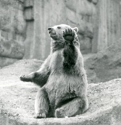 En brunbjørn sitter oppe, på en steinete avsats, og vifter med en av forpotene, London Zoo, september 1927 av Frederick William Bond