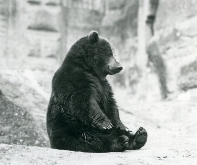 En brunbjørn som sitter oppe på steinene til Mappin Terraces, London Zoo, juni 1928 av Frederick William Bond
