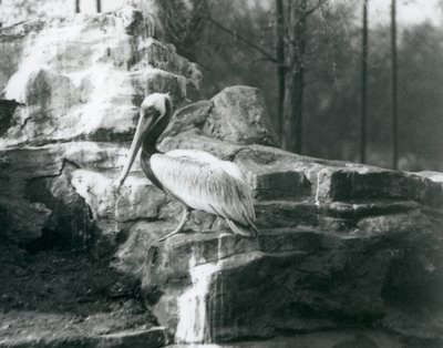 En brun pelikan som står på steiner i London Zoo i juni 1927 av Frederick William Bond