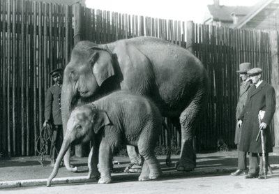 En burmesisk elefant og kalven hennes blir tatt med på tur av vokteren deres, mens to andre menn ser på av Frederick William Bond