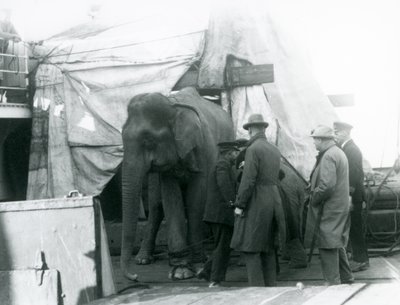 En burmesisk elefant skjermet delvis under en presenning på dekk, med en trener og fire andre menn, på reise til London Zoo i 1927 (s/hv-bilde) av Frederick William Bond