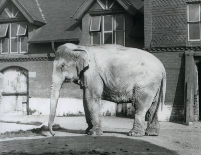 En burmesisk elefant som står utenfor Elephant House, London Zoo av Frederick William Bond