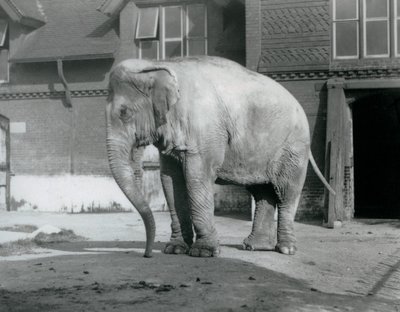 En burmesisk elefant som står utenfor Elephant House i London Zoo i 1929 (s/hv-bilde) av Frederick William Bond