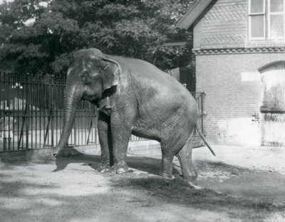 En burmesisk elefant som går ut av et basseng i innhegningen, London Zoo av Frederick William Bond