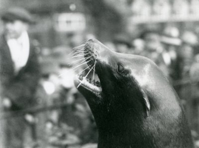 En California Sea Lion i London Zoo, oktober 1924 av Frederick William Bond
