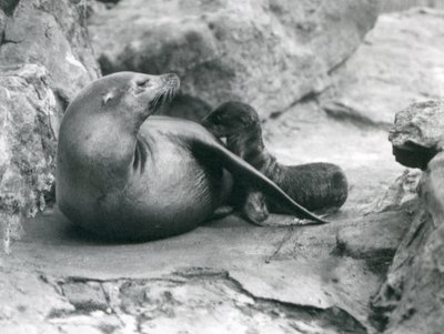 En sjøløve fra California som ammer sin én time gamle valp, London Zoo, juli 1925 av Frederick William Bond