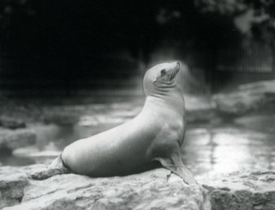 En sjøløve i California sitter på en stein ved siden av bassenget hennes, London Zoo, september 1925 av Frederick William Bond