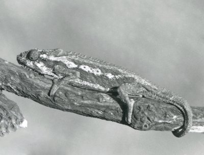 En Cape Dwarf Chameleon som holder på en gren, London Zoo, 1927 av Frederick William Bond